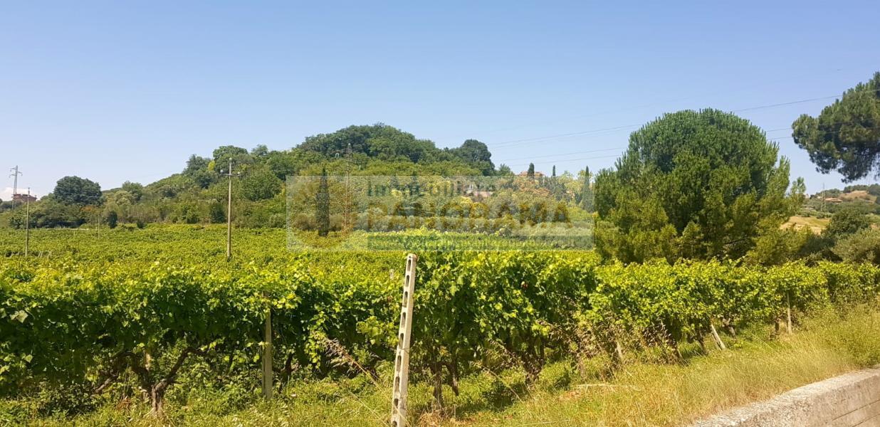 Rif. CVE14 Tenuta in vendita a Monteprandone