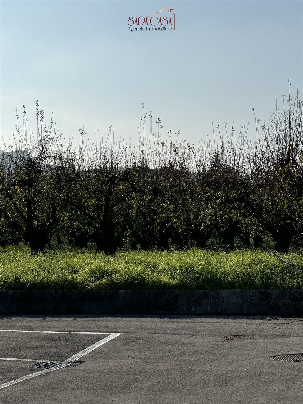 immagine annuncio 2 di 6