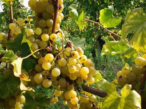 Azienda agricola a fortissima prevalenza viticola.