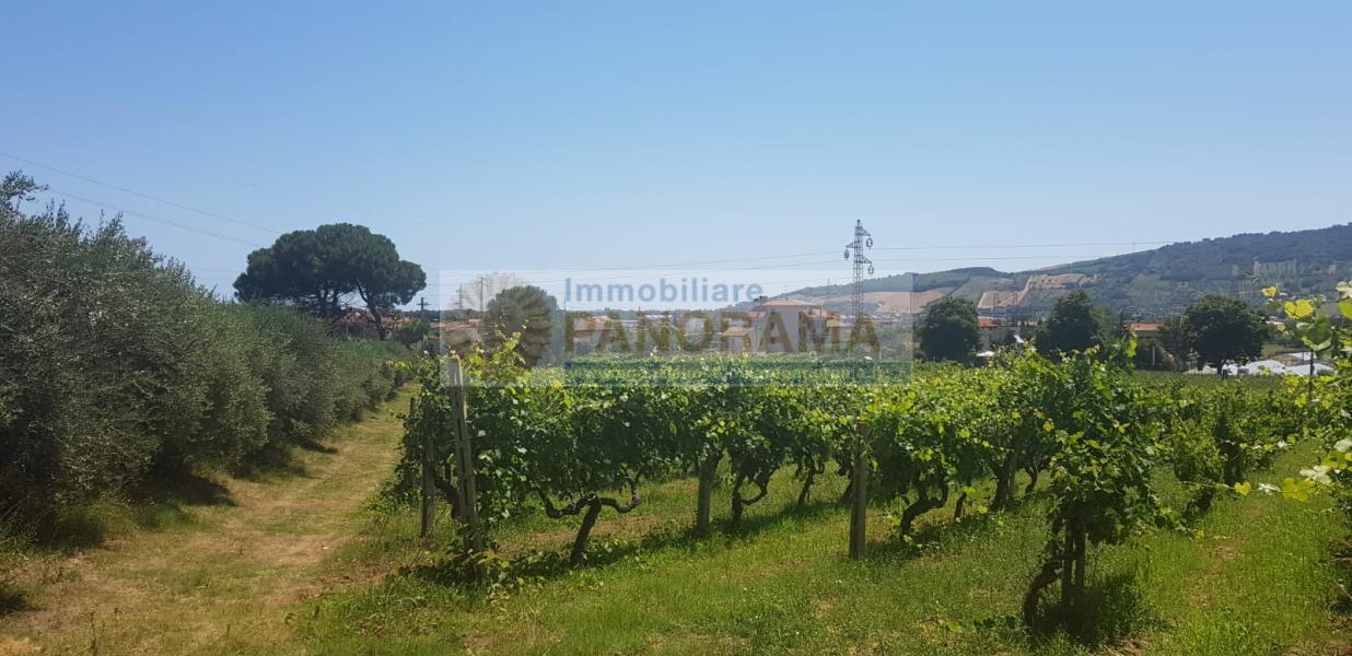 Rif. CVE14 Tenuta in vendita a Monteprandone