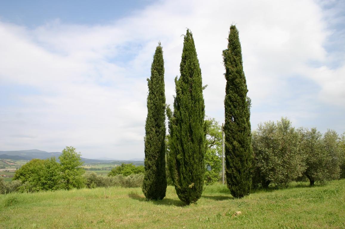 annuncio Campagnatico