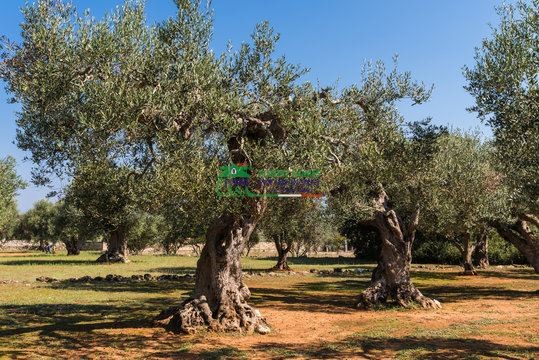 Rif:2724 Terreno agricolo di 18.000 mq con uliveto e agrumeto in vendita a Comiso